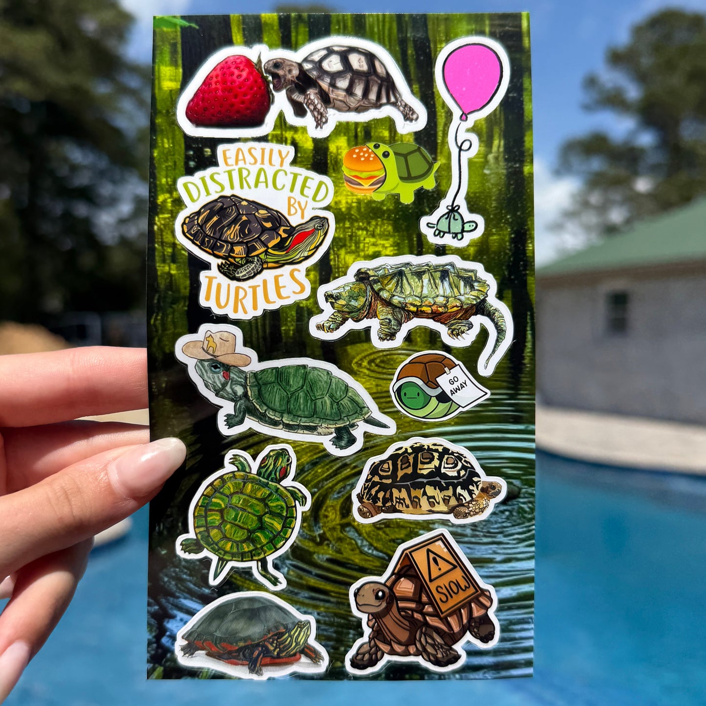 🐢Turtles and Tortoises Sticker Sheet